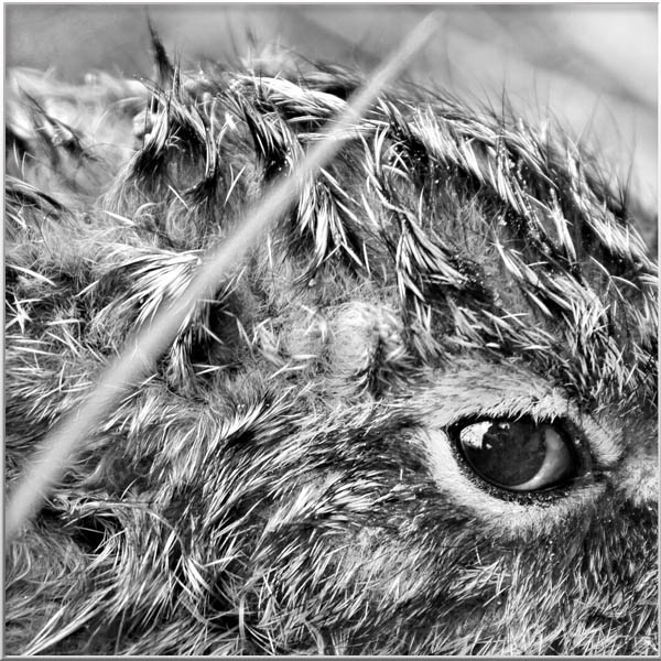 Magical Portrais-Animals-Men-Insects-Rien van Osch