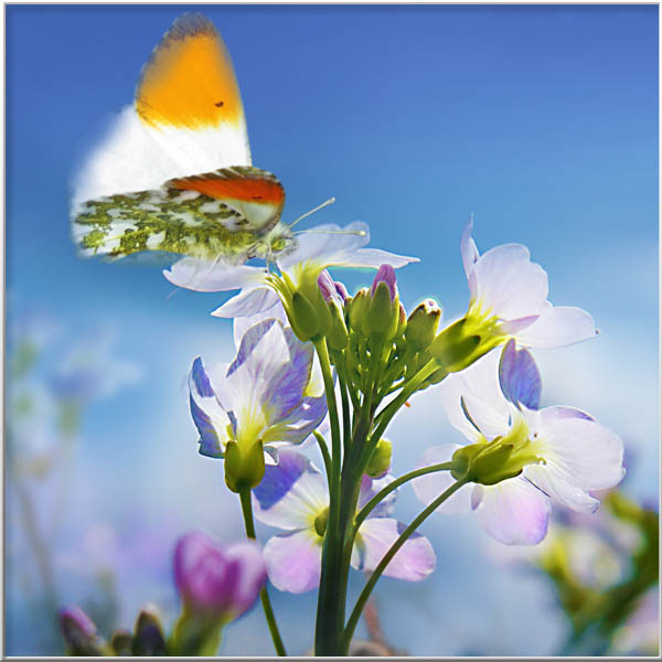Magical Portrais-Animals-Men-Insects-Rien van Osch