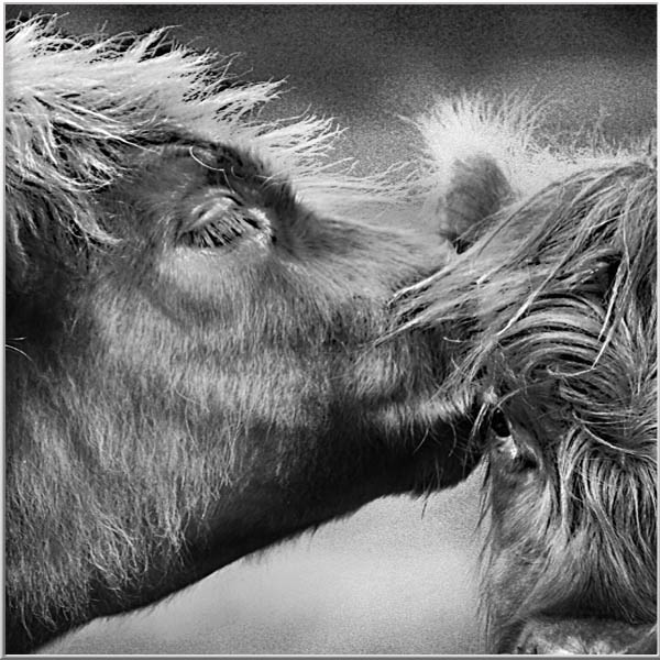 Magical Portrais-Animals-Men-Insects-Rien van Osch