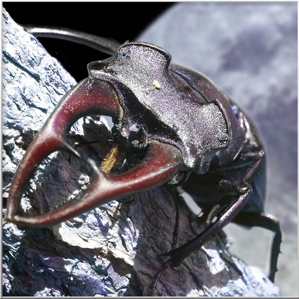 Magical Portrais-Animals-Men-Insects-Rien van Osch
