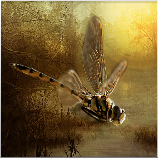 Magical Portrais-Animals-Men-Insects-Rien van Osch
