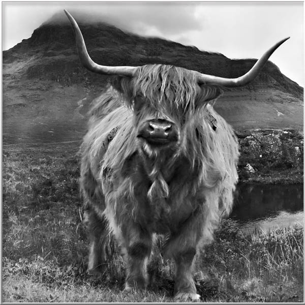Magical Portrais-Animals-Men-Insects-Rien van Osch