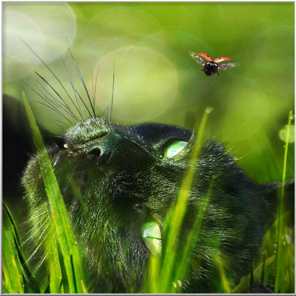 Magical Portrais-Animals-Men-Insects-Rien van Osch